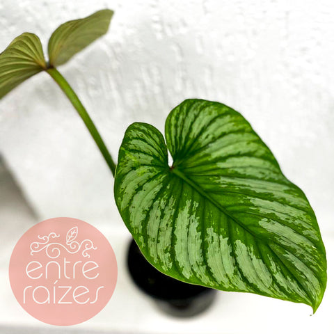 Philodendron mamei 'Silver Cloud' | Entre Raízes Botânica