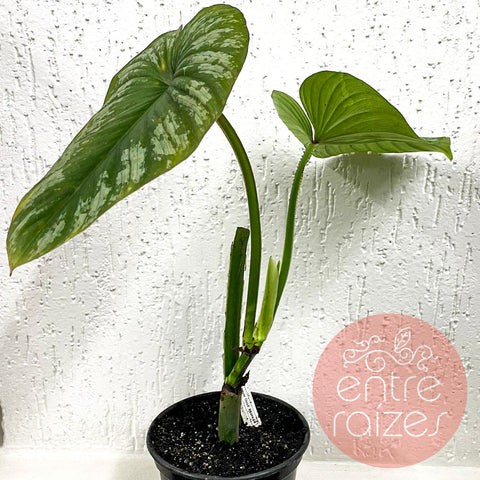 Philodendron mamei 'Silver Cloud' | Entre Raízes Botânica - Detalhe 2
