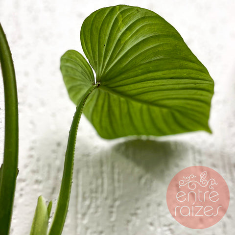 Philodendron mamei 'Silver Cloud' | Entre Raízes Botânica - Detalhe 4