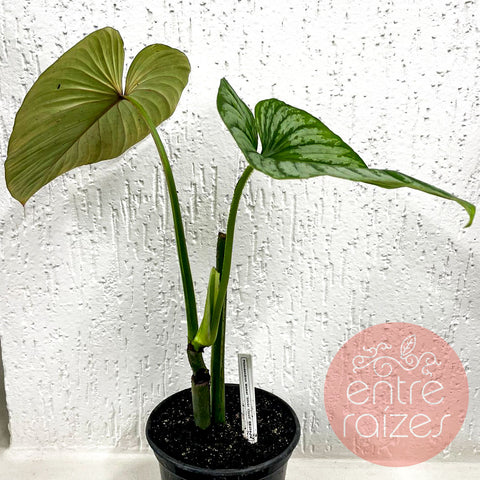 Philodendron mamei 'Silver Cloud' | Entre Raízes Botânica - Detalhe 3