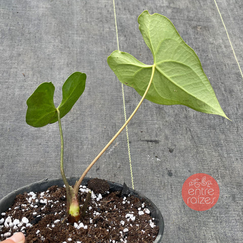 Anthurium Marcusianum