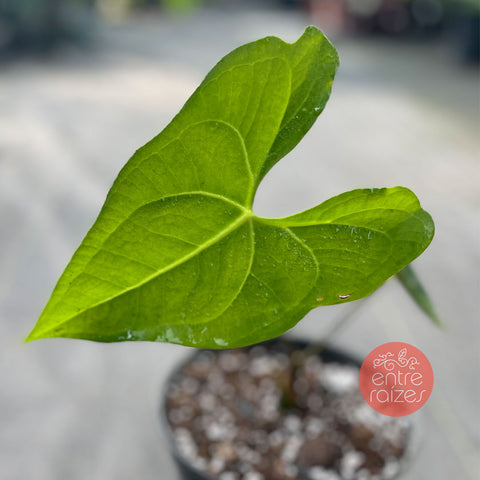 Anthurium Marcusianum