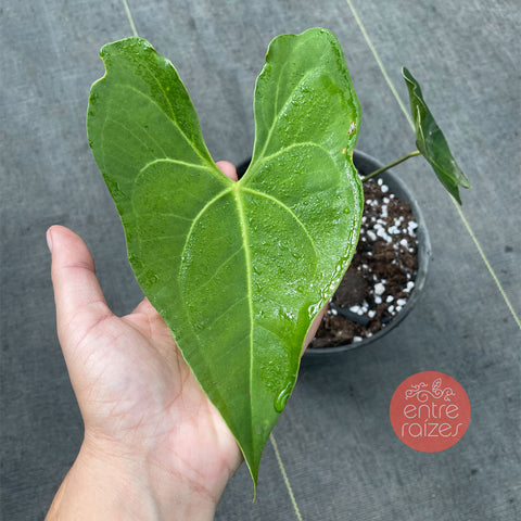 Anthurium marcusianum