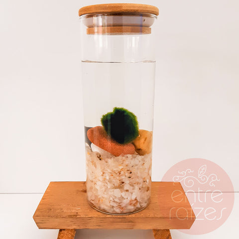 Marimo
