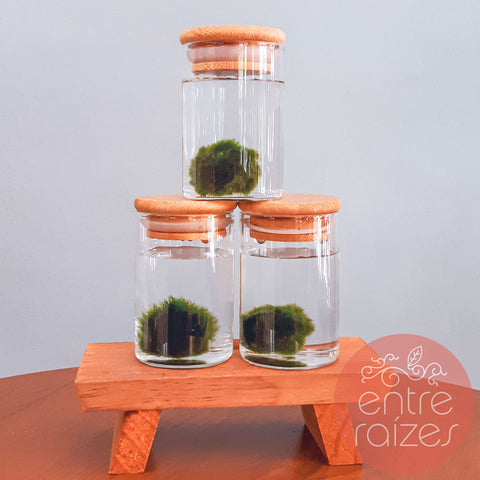 Marimo