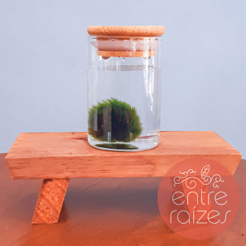 Marimo