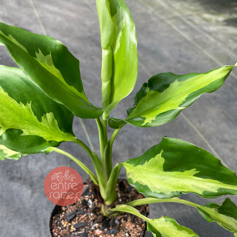 Aglaonema modestum mediopictum