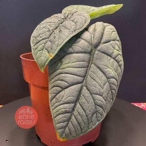 Alocasia melo 'Rhino Skin'
