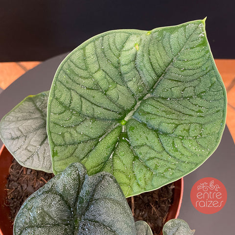 Alocasia melo 'Rhino Skin'
