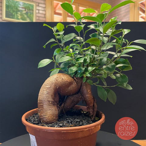 Ficus Microcarpa 'Ginseng' - pote 15