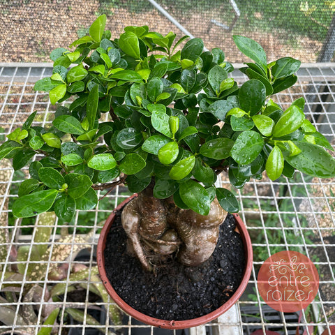 Ficus Microcarpa 'Ginseng' - cuia 21