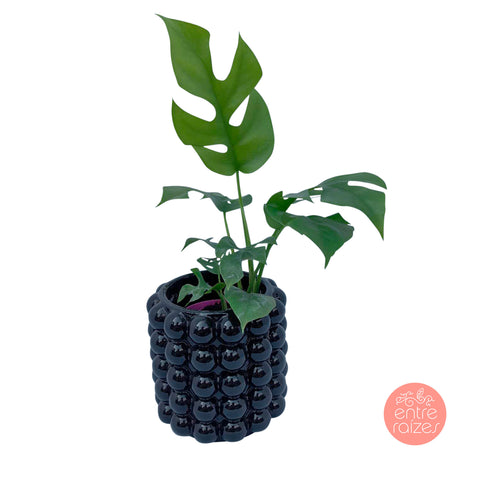 Mini monstera + cachepot bolhas