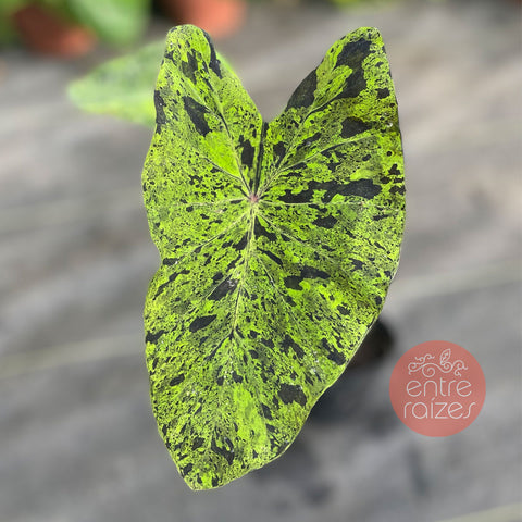 colocasia mojito