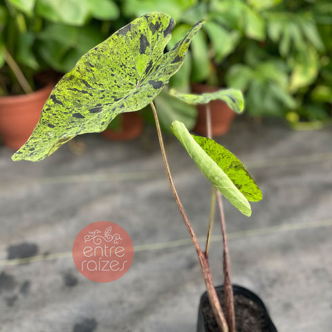 Colocasia mojito