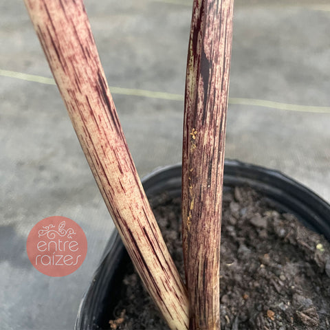 Colocasia mojito