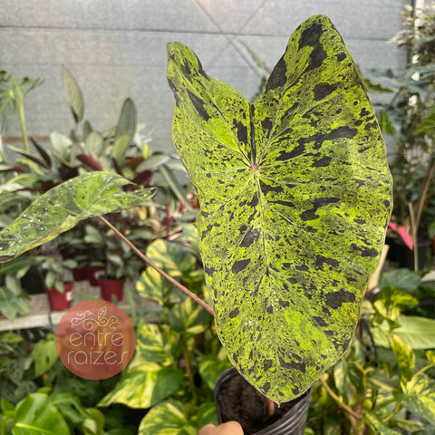 Colocasia mojito