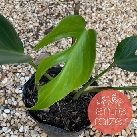 Monstera sp. 'Burle marx's Flame' / 'Sierrana'