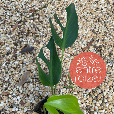 Monstera sp. 'Burle Marx Flame' / 'Sierrana'