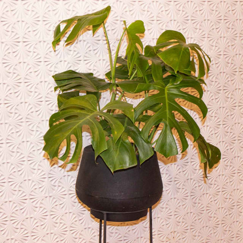 Monstera deliciosa + Vaso Marcelo Rosenbaum com tripé preto