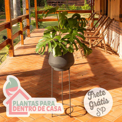 monster deliciosa