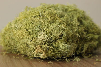 Musgos Musgo Ecológico - 6