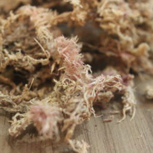 Musgos Musgo Sphagnum - 1
