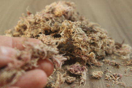 Musgos Musgo Sphagnum - 2