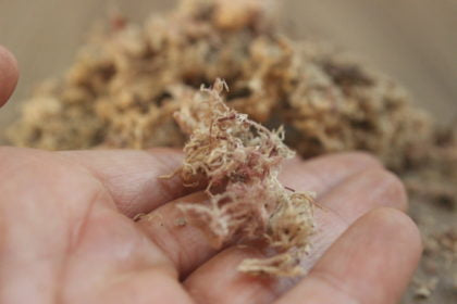 Musgos Musgo Sphagnum - 3