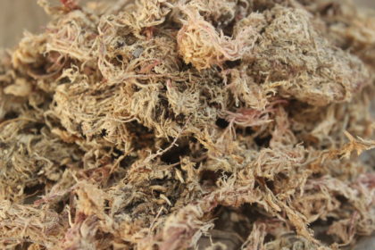 Musgos Musgo Sphagnum - 4