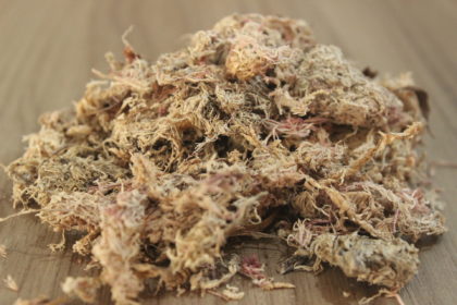 Musgos Musgo Sphagnum - 6
