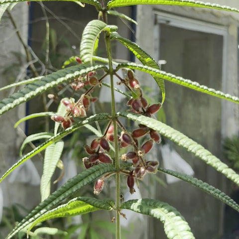 Guamirim-de-folhas-buladas (Myrcia lacunosa) adulto com frutos