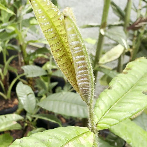 Brotação de Myrcia lacunosa