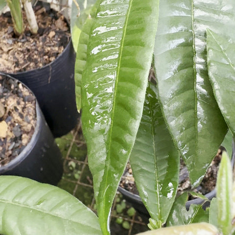Folhas brilhantes de Myrcia lacunosa