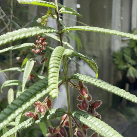 Frutos de Myrcia lacunosa na planta adulta