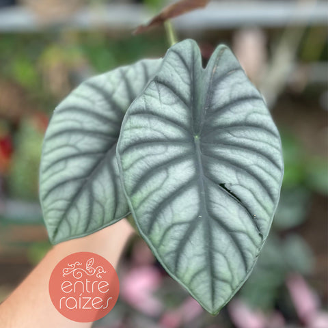 Alocasia nebula 'Imperialis'