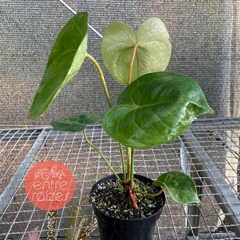 Anthurium Nymphaeifolium