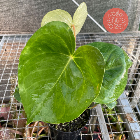 Anthurium Nymphaeifolium