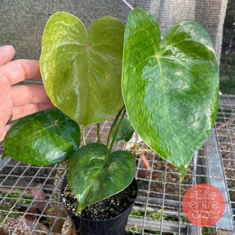 Anthurium Nymphaeifolium