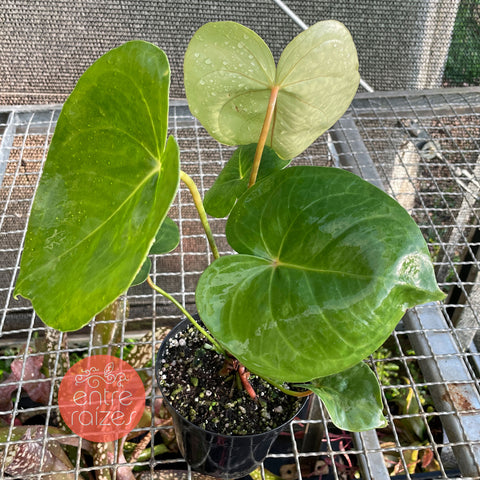 Anthurium Nymphaeifolium