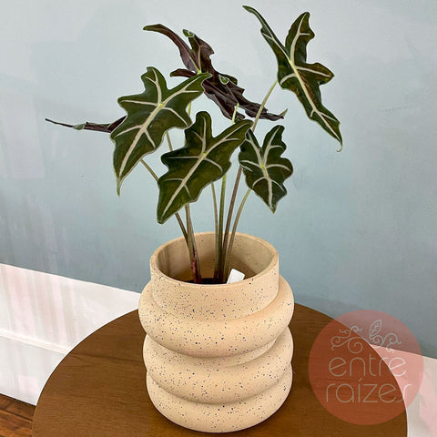 Alocasia nobilis + cachepot design em cimento