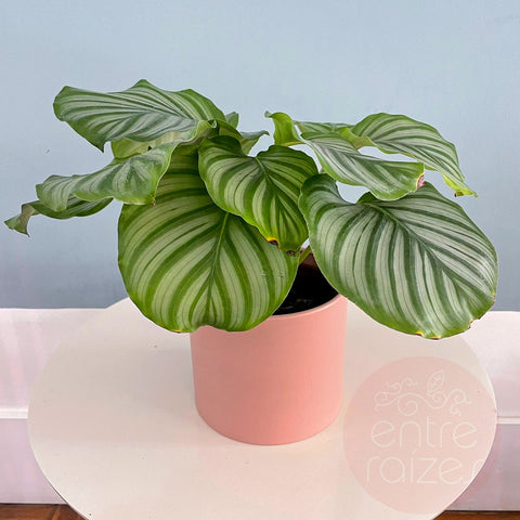 Calathea orbifolia + cachepot em metal