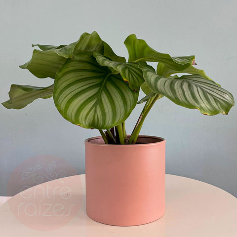 Calathea orbifolia + cachepot em metal