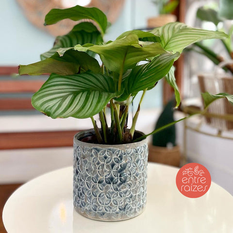 Calathea orbifolia + cachepot carol azul