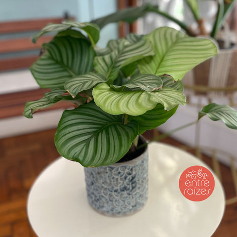 calathea orbifolia