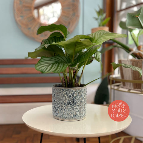 Calathea orbifolia + cachepot carol azul