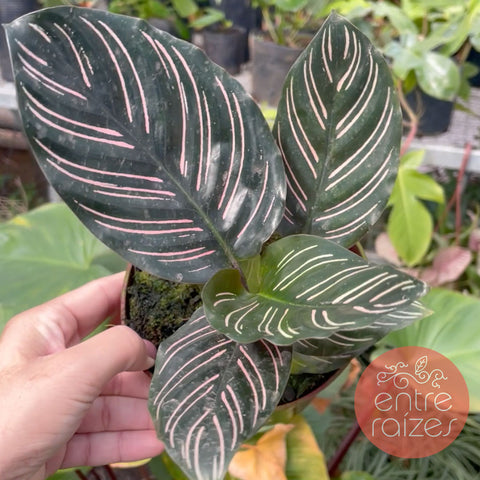 calathea ornata