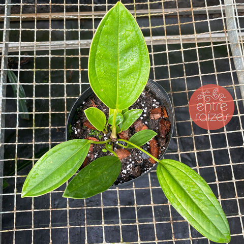 Anthurium Ovatifolium