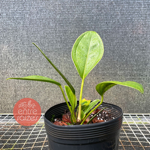 Anthurium Ovatifolium