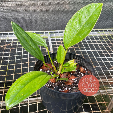 Anthurium Ovatifolium