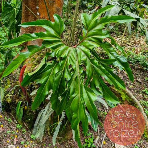 Anthurium pedatum 'C'